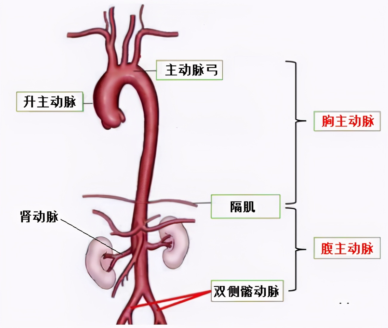 主动脉夹层常见死因,主动脉夹层的分型及危害