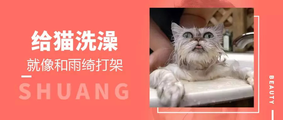 养猫包包,养猫保健药