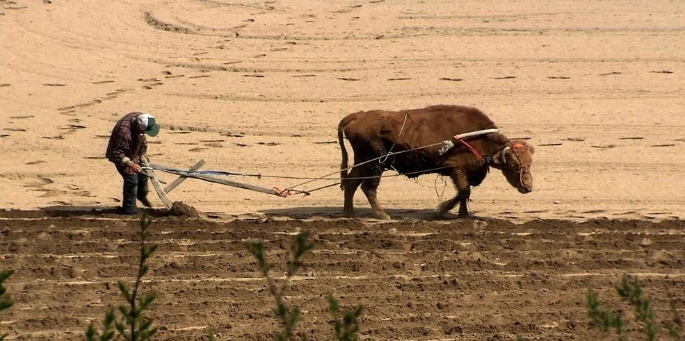 40岁老黄牛流泪帮主人养大9个子女,老牛替老头养育九个儿女