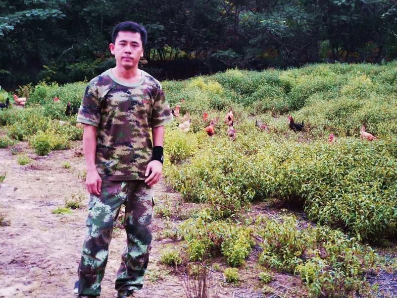 养鸡100万致富经视频,900元养鸡养猪