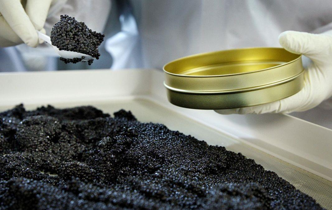 是不是所有的鱼子酱都是鲟鱼做的,还有什么鱼子可以做鱼子酱