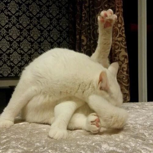 猫咪肛门腺有什么症状,猫咪肛门腺什么症状