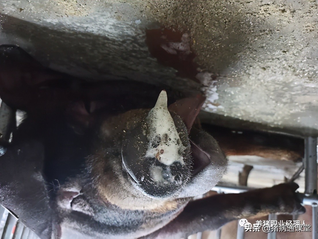 夏天猪容易出现什么问题,猪胀气在什么位置放气