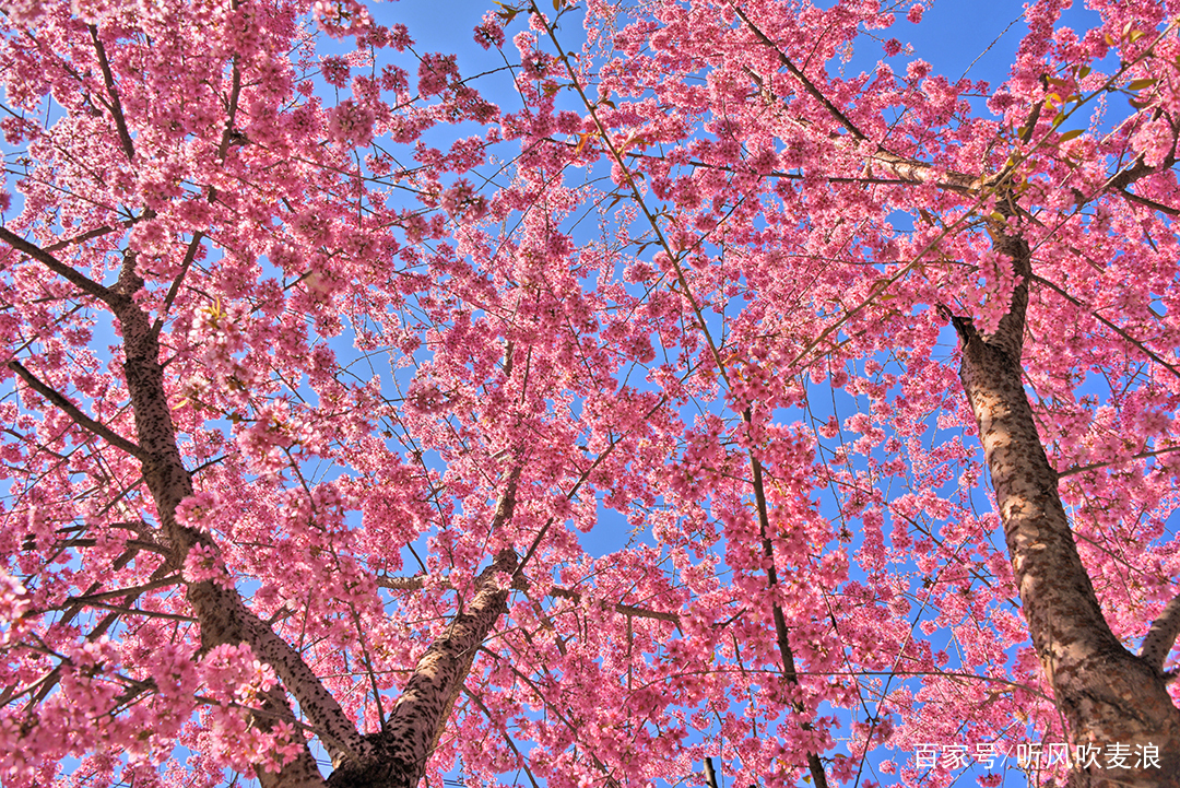 昌宁冬雾,昌宁雪花