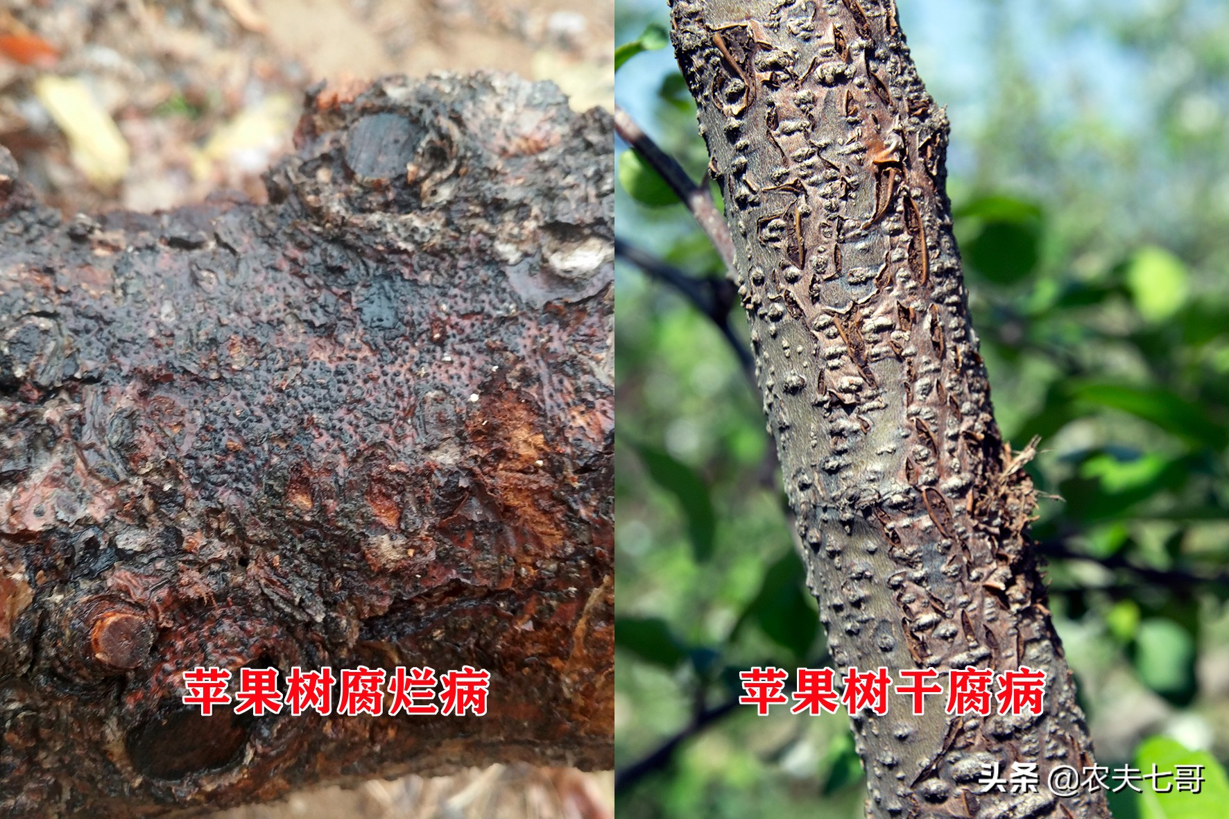 苹果树真菌病害,苹果树干木质部腐烂