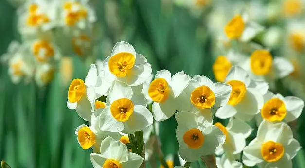 花语大全：各种鲜花的花语，不同颜色寓意也不一样啊