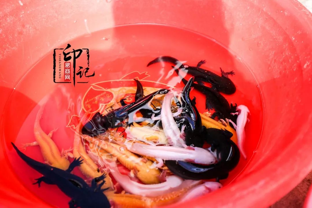 商丘道北花鸟批发市场,商丘花鸟宠物市场