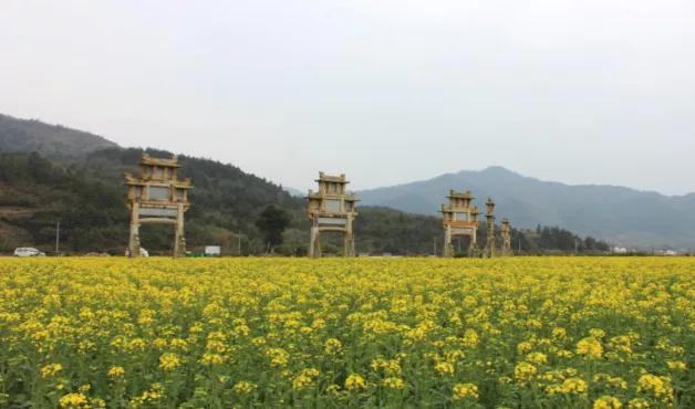 黄山踏青油菜花图片,黄山油菜花景观进入最佳观赏期