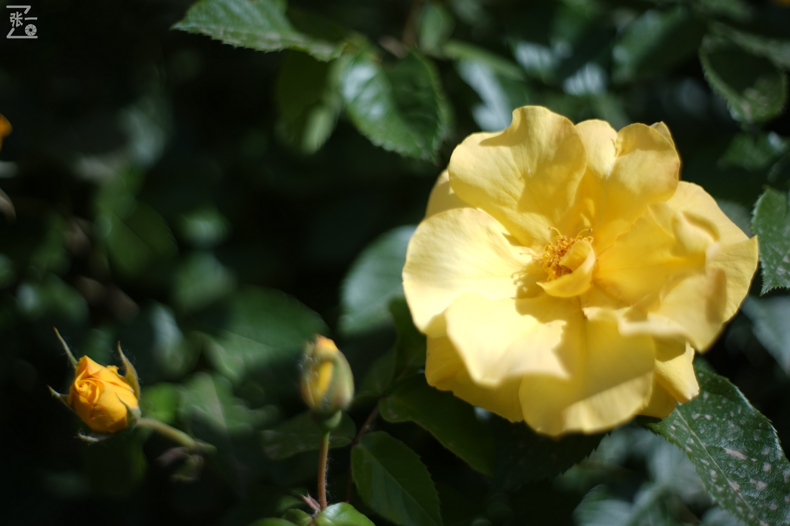 凤凰国产50mm镜头,凤凰索尼e口镜头