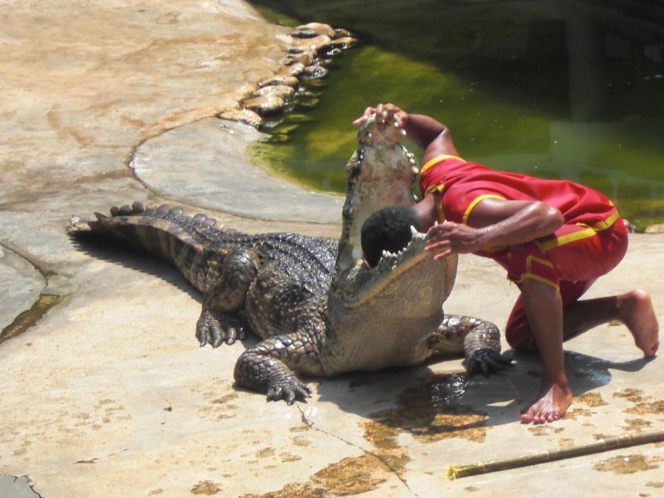 武安市放生鳄鱼抓住了吗,河北武安市放生鳄鱼