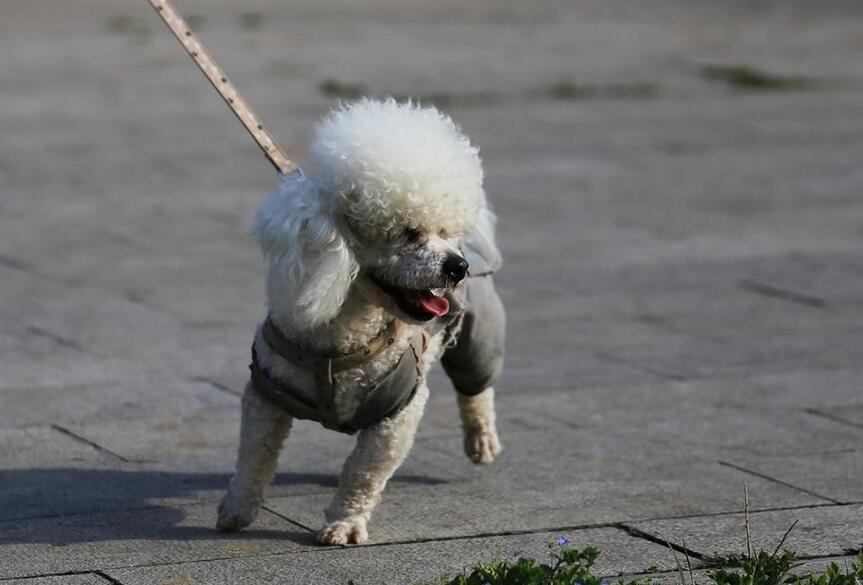 泰迪犬的优点和缺点分别是什么,泰迪受欢迎程度