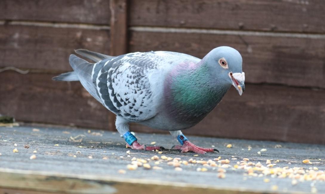 刚买的鸽子拉绿便是怎么了,元宝鸽子拉绿便什么原因
