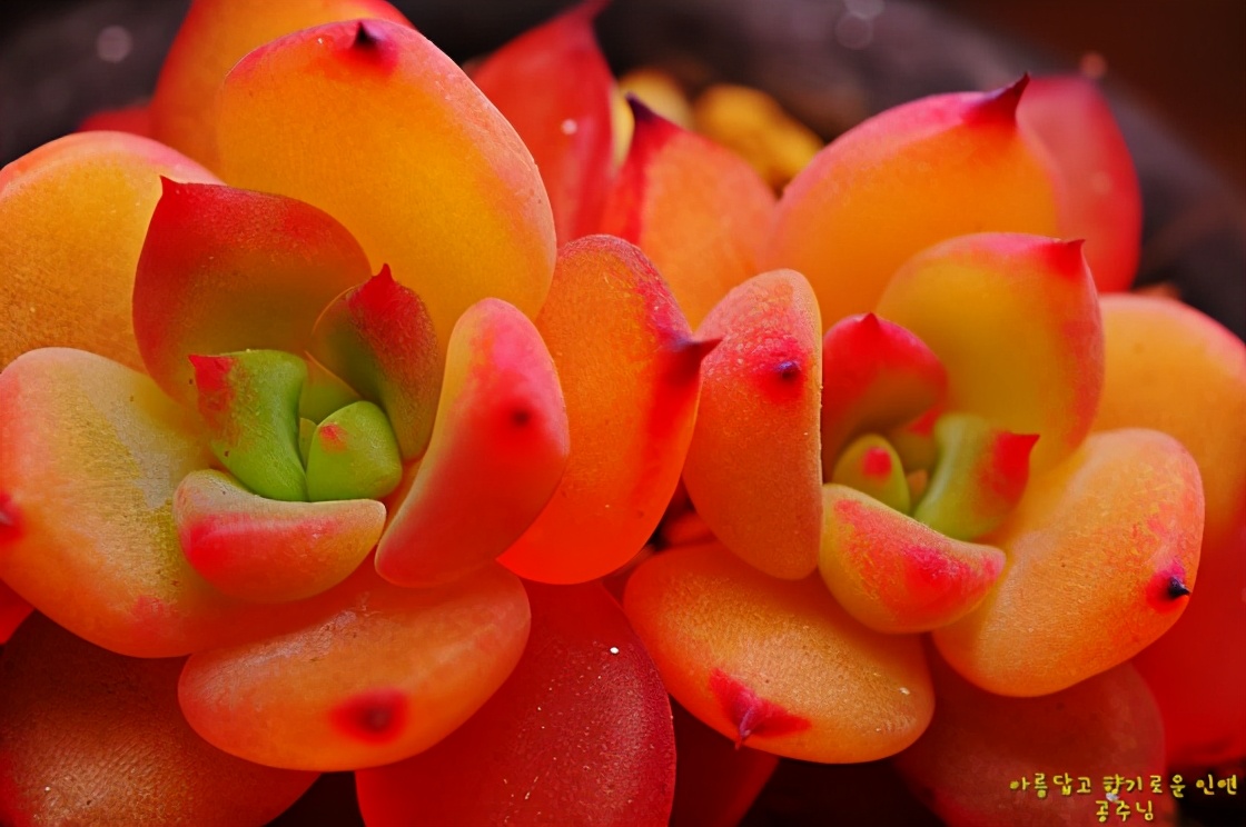 韩国多肉有多仙,韩国公主多肉图片大全