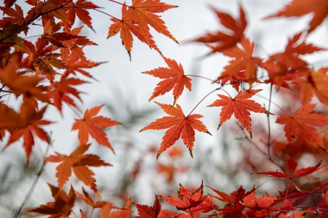 秋天十大绝美诗词名句,关于秋天的100句绝美诗词