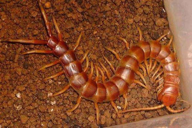 世界上最毒的蜈蚣排行,毒蜈蚣十大排行榜