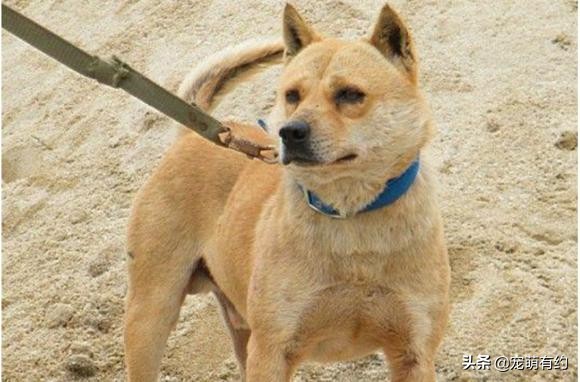 中华名犬，广东五红狗和广西笔尾灰犬，已濒临灭绝，急待拯救