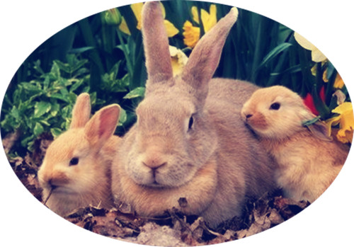 流产兔子能活吗,兔子流产是不是公兔子不行