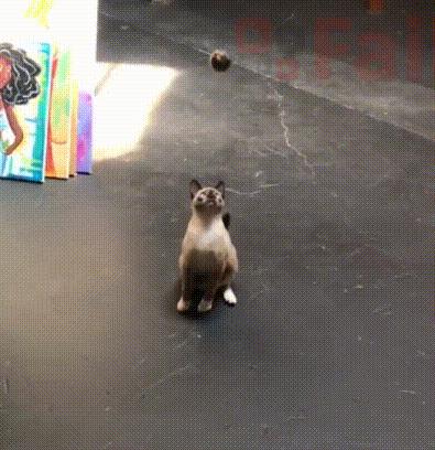 橘猫被抓警察局,肥猫被警察带走判刑