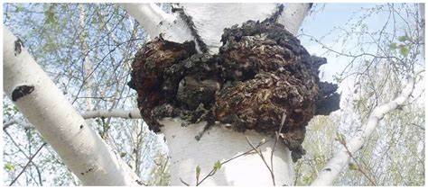 白桦茸养生价值,白桦茸提取物科普