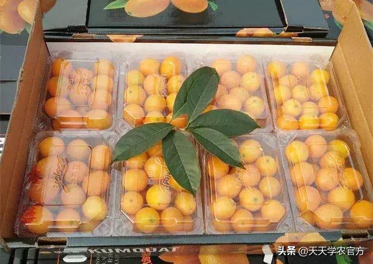 黄龙病使柑橘退化,柑橘黄龙病产业调整指导意见