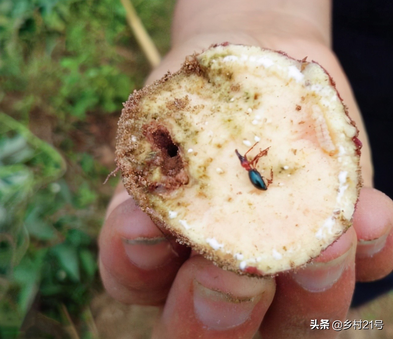 红薯长白毛怎么补救,红薯黑斑怎么回事