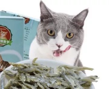 猫咪不能吃辣是对的吗,猫咪不能吃油炸食品吗