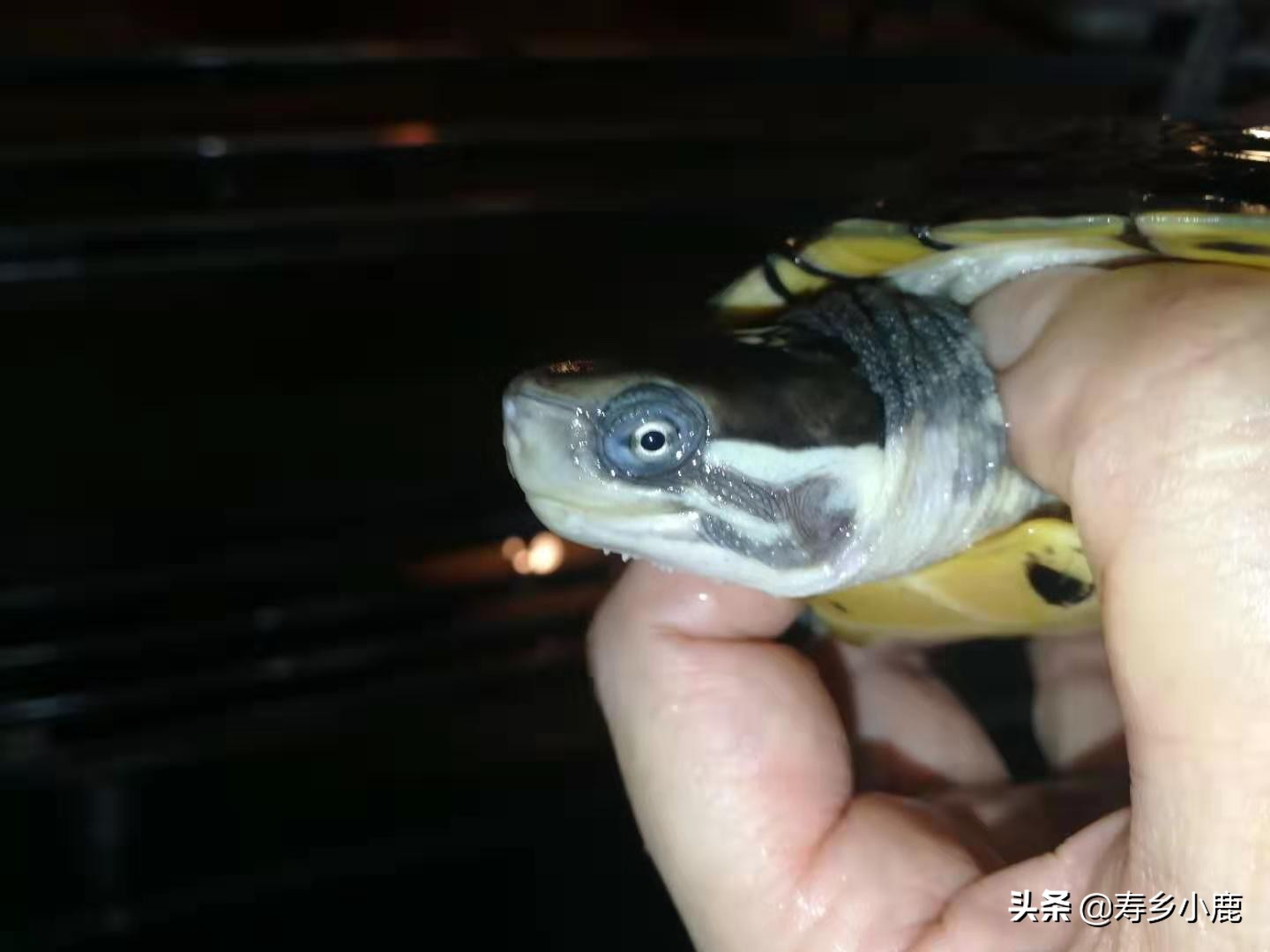 石金钱龟价格暴涨和暴跌的背后，真正的推手是谁？帮凶是谁？