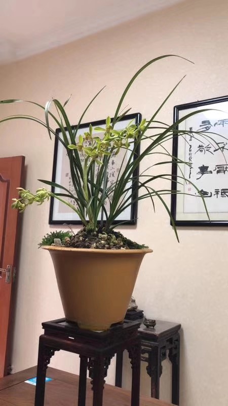 刚买回的兰花栽培知识,刚入手的兰花需要注意什么