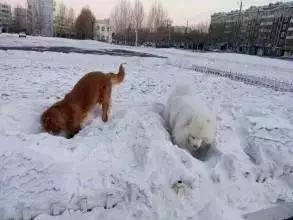 刨土刨水刨坑刨沙发，对于一只寂寞的狗子而言，万物皆可刨