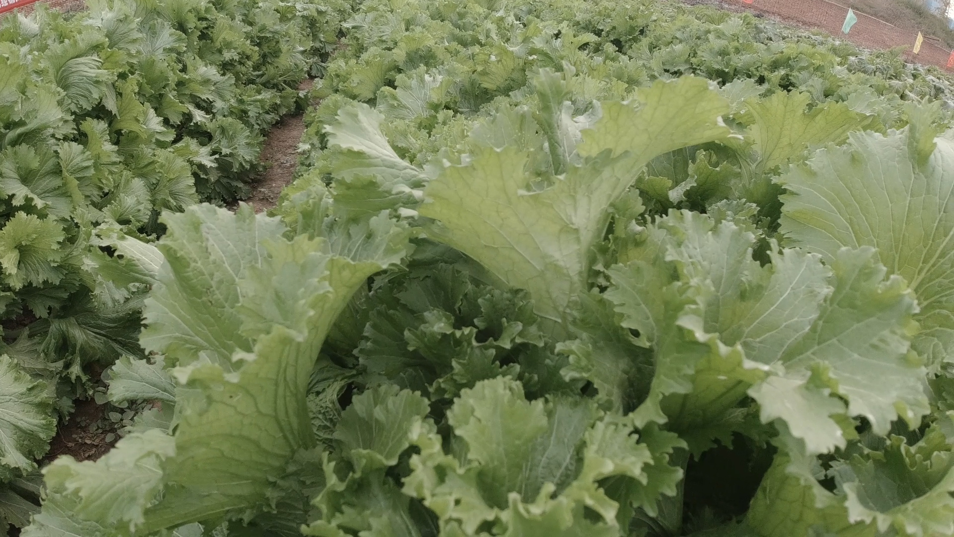 种植青菜需要加什么,种植青菜需要什么农药