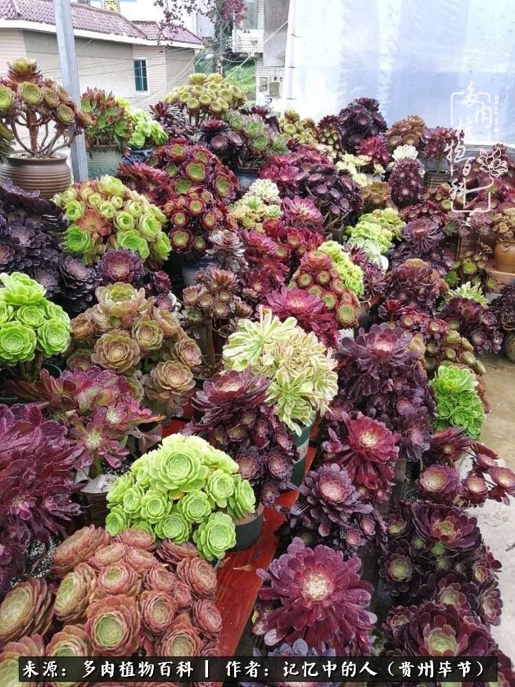 我心中的玫瑰原唱,我心中的玫瑰全部歌曲