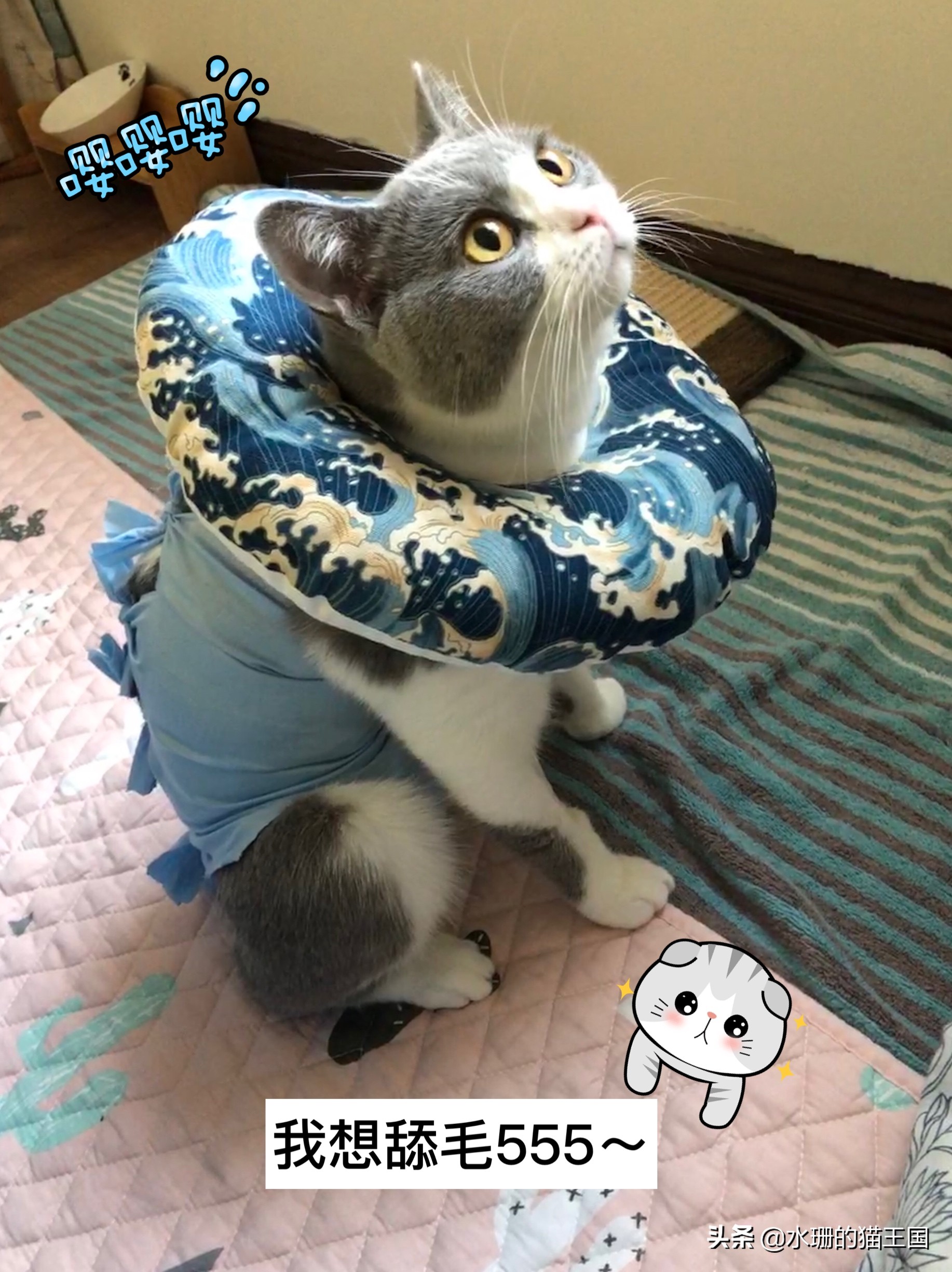 母猫绝育术前术中术后,母猫绝育全过程演示