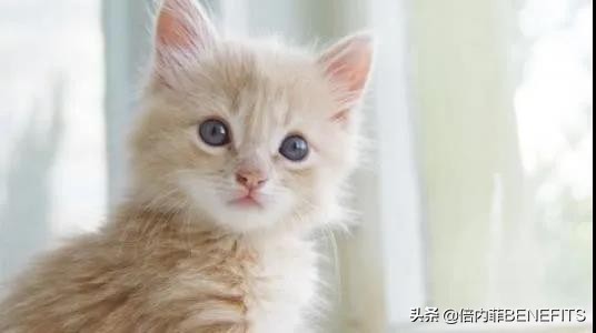 猫咪绝育后为什么会乳腺增生,猫咪绝育后为啥还会生