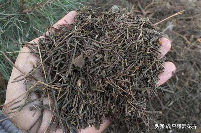 12月底,学会自制3种“营养土”,来年换盆肥效足、土壤疏松透气