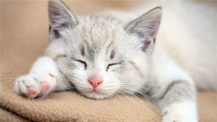 猫咪感冒发烧用啥药品,猫咪药品