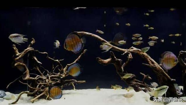 鱼缸水特别浑浊适合全换水吗,鱼缸水浑浊需要全部换水吗