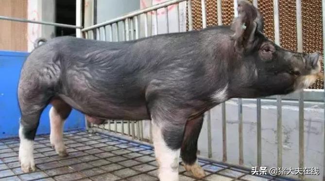 猪站不起来的原因及救助措施,猪站不起来怎么治