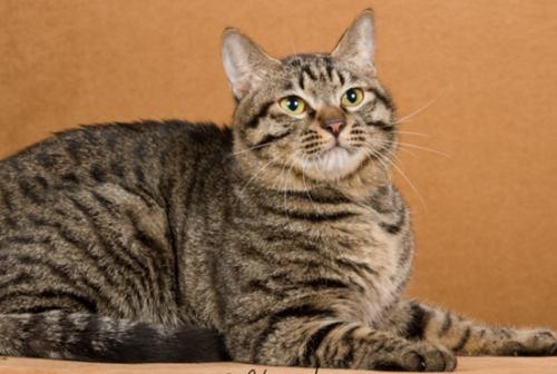 猫冷血无情是真的吗,猫的性格有多残忍