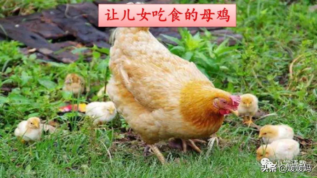 四年级下册第13课小练笔仿写母鸡,四年级下册14课母鸡的预习完整版