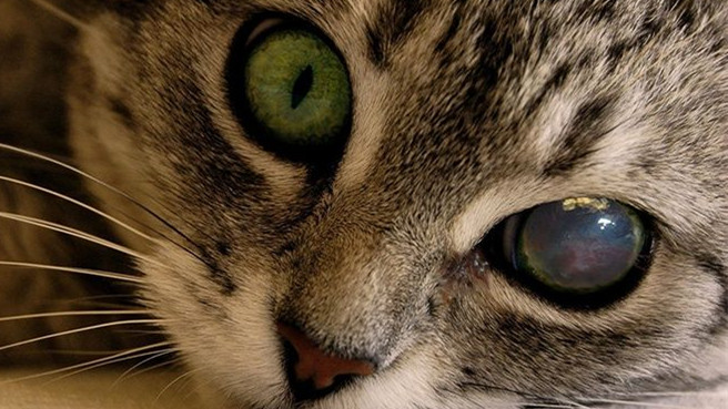 猫咪眼部的各种疾病,猫咪眼部感染该怎么处理呢