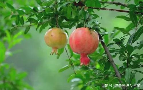 石榴的正确吃法买的软籽石榴超甜,吃石榴的季节到了该怎么吃