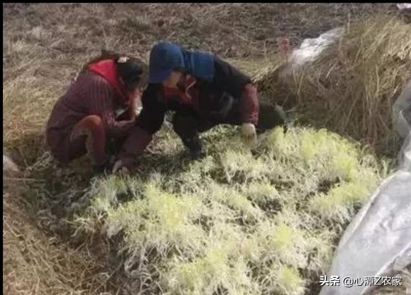 三分巢湖后，脱胎换骨的庐江