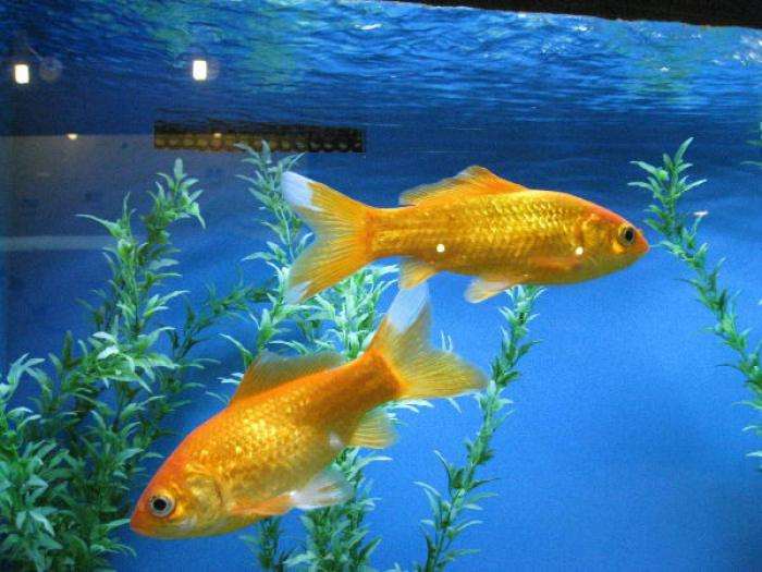 新手养金鱼选择什么底沙,养金鱼哪个品种好看