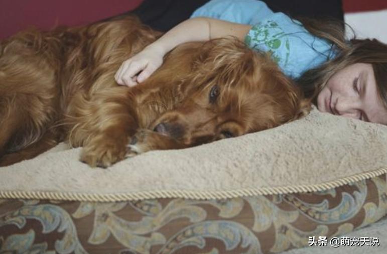 人与狗玩耍的禁忌,人与狗相处的禁忌