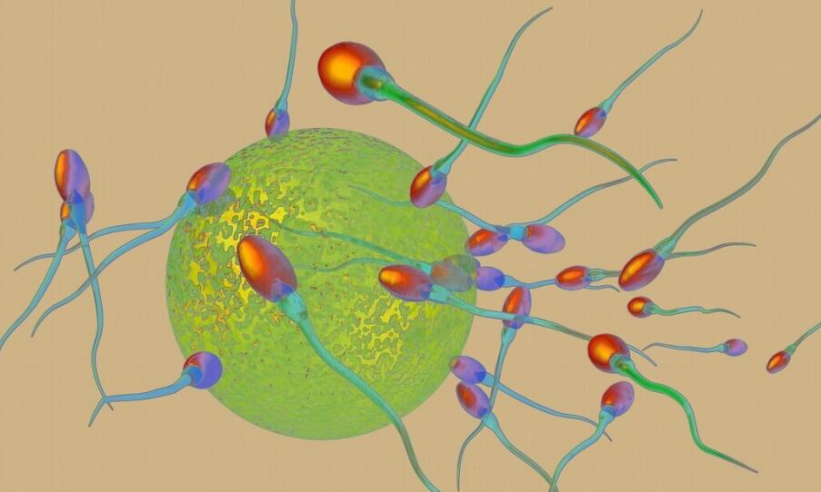 精子出现死精怎么办,老公死精症要怎么安慰