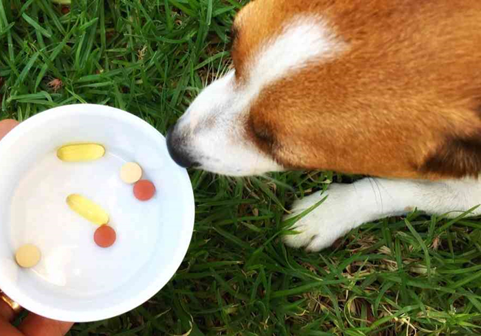 给狗狗强行喂药会造成什么伤害,狗狗喂药要隔多长时间才可以喂药