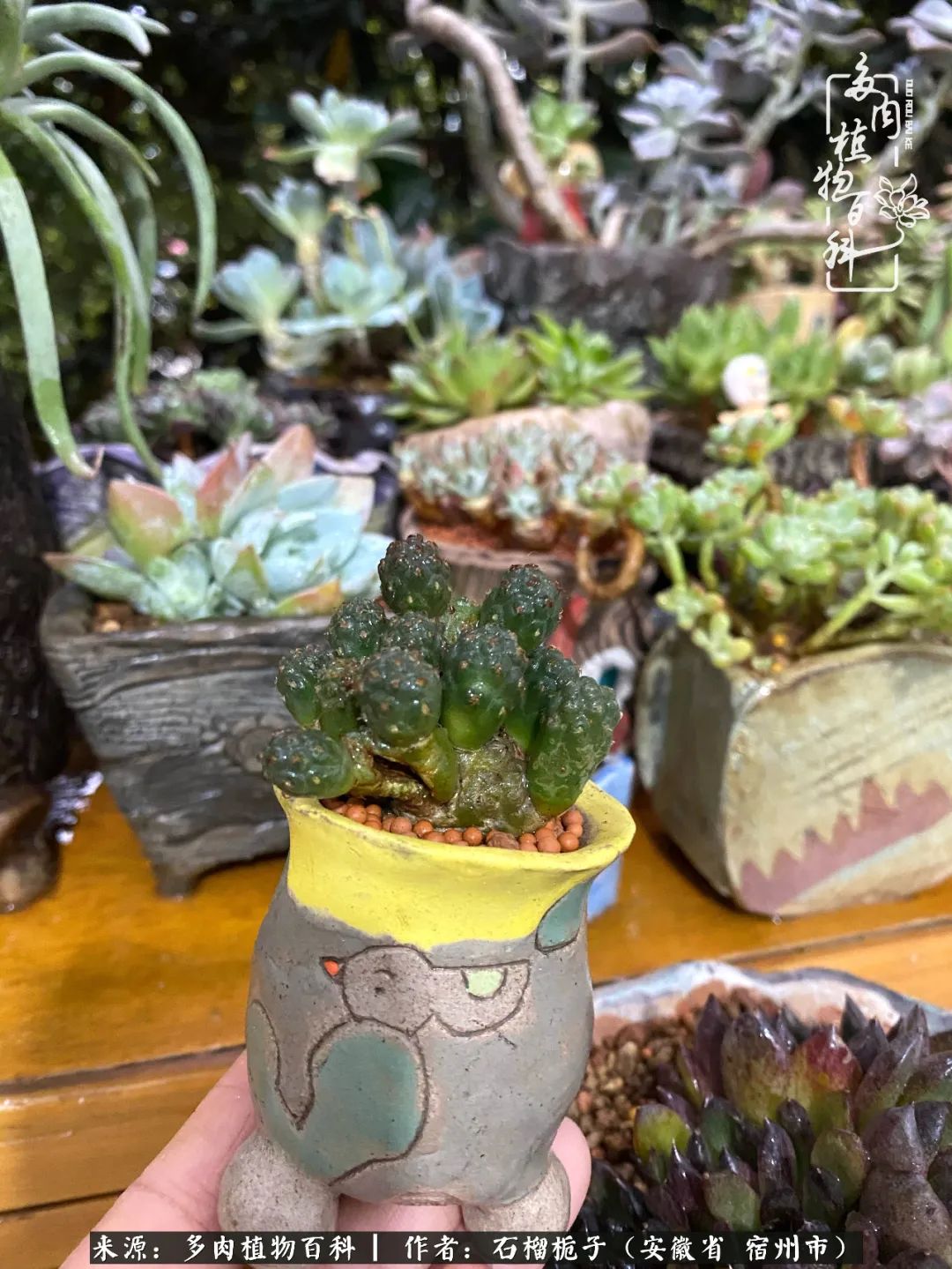 治愈系多肉：何以解忧，唯有多肉