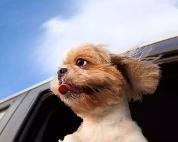 狗狗晕车后喝水呕吐脱水,狗狗晕车吐了主人看到也吐了