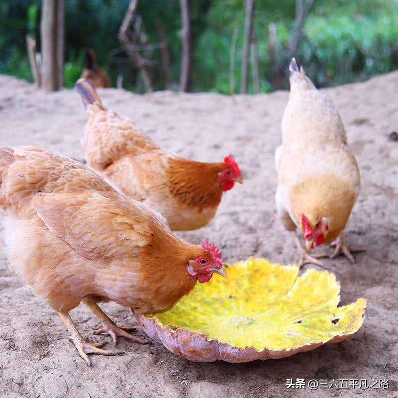 为什么说鸡是千日虫,鸡是千日虫