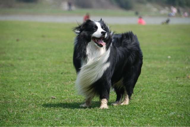 养狗之前看性格,养狗前必看